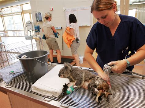 The average Veterinary Technician salary in Tampa, FL is $37,399 as of January 26, 2024, but the range typically falls between $31,471 and $44,435. Salary ranges can vary widely depending on many important factors, including education, certifications, additional skills, the number of years you have spent in your profession.